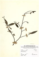 藏品(山胡椒)的圖片